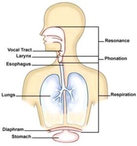 A graphic showing how voice is produced